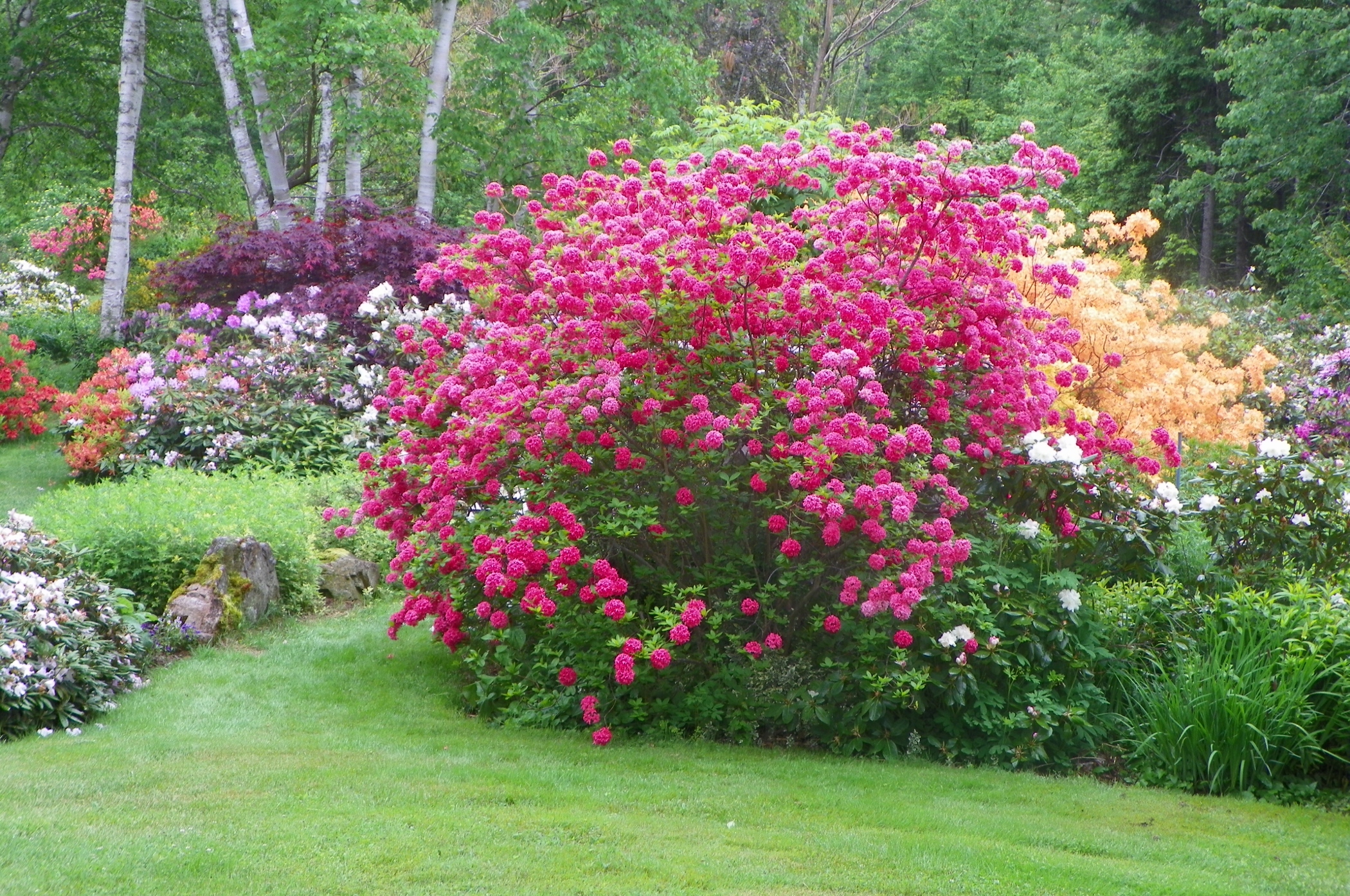 Азалия Хоумбуш (Azalea Homebush)